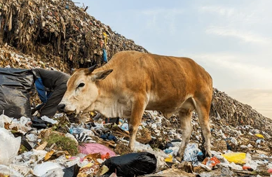 Rescuing Cows: A Mission of Mercy